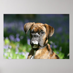 Boxer Dog Headshot Poster