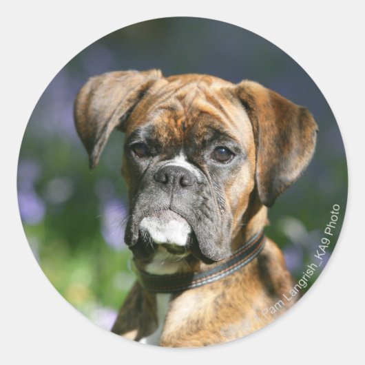 Boxer Dog Headshot Ronde Sticker (Voorkant)