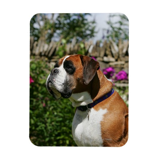 Boxer Dog in de bloemen Magneet (Verticaal)
