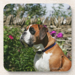 Boxer Dog in de bloemen Onderzetter