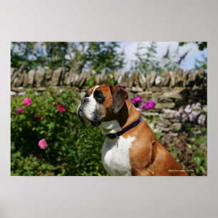 Boxer Dog in de bloemen Poster