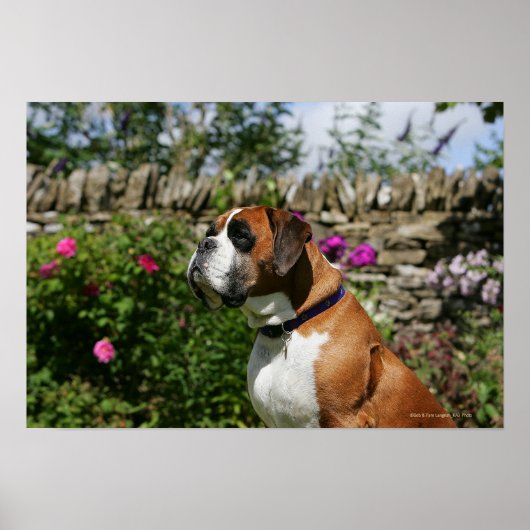 Boxer Dog in de bloemen Poster (Voorkant)