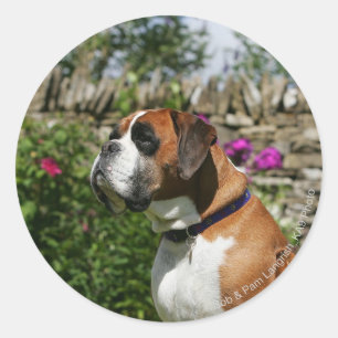 Boxer Dog in de bloemen Ronde Sticker