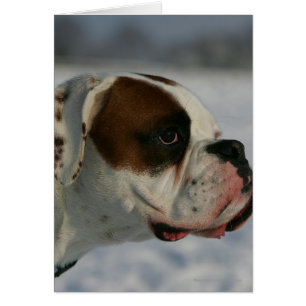 Boxer Dog in de sneeuw