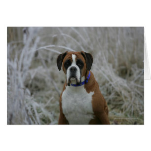 Boxer Dog in de vorst