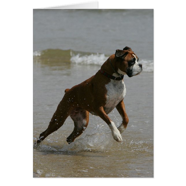 Boxer Dog in water (Voorkant)