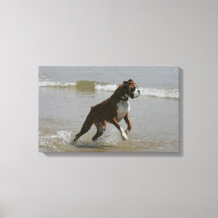 Boxer Dog in water Canvas Afdruk