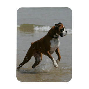 Boxer Dog in water Magneet