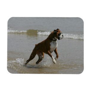 Boxer Dog in water Magneet