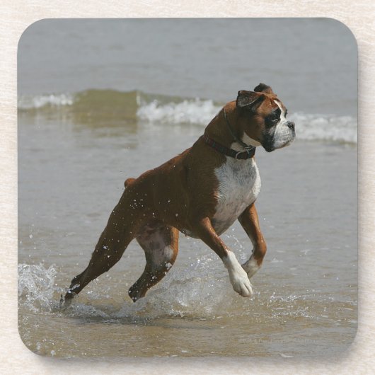Boxer Dog in water Onderzetter (Voorkant)