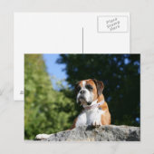 Boxer Dog Laying on a Rock Briefkaart (Voorkant / Achterkant)
