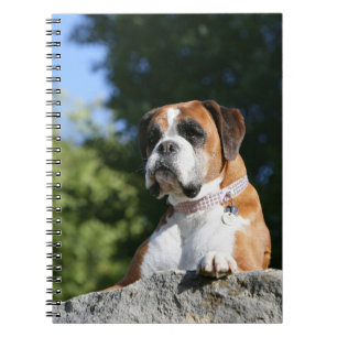 Boxer Dog Laying on a Rock Notitieboek