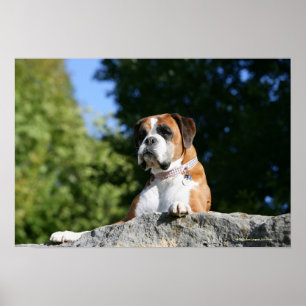 Boxer Dog Laying on a Rock Poster