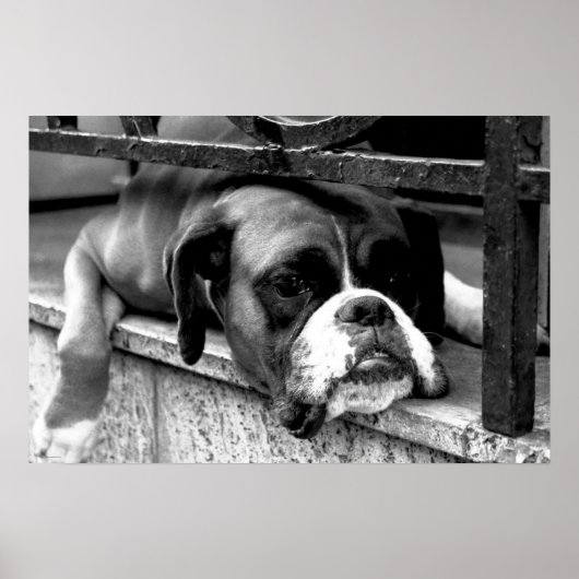 Boxer Dog on Windows Sell Wcn Poster (Voorkant)