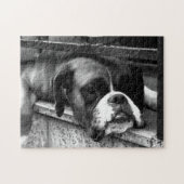 Boxer Dog op Windows 11x14 252pc jpcn Legpuzzel (Horizontaal)