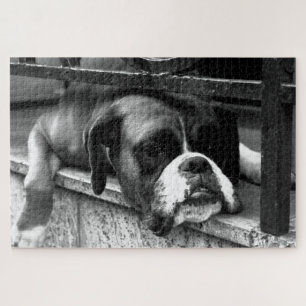 Boxer Dog op Windows 20x30 1014pc jpcn Legpuzzel