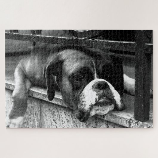 Boxer Dog op Windows 20x30 1014pc jpcn Legpuzzel (Horizontaal)