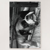 Boxer Dog op Windows 20x30 1014pc jpcn Legpuzzel (Verticaal)
