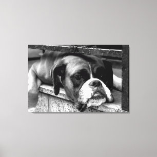 Boxer Dog op Windows 36x24 (90x60cm) Canvas Afdruk