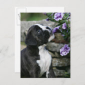 Boxer Dog Panting Briefkaart (Voorkant / Achterkant)