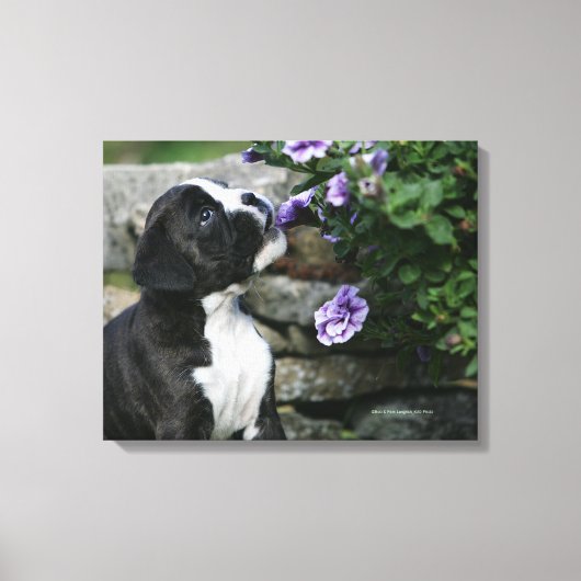 Boxer Dog Panting Canvas Afdruk (Voorkant)