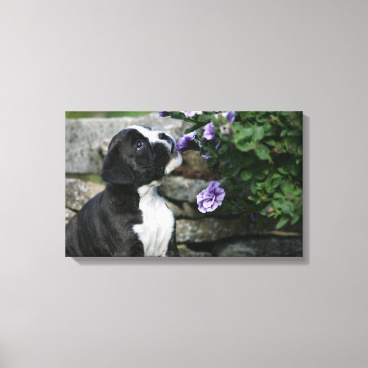 Boxer Dog Panting Canvas Afdruk (Voorkant)