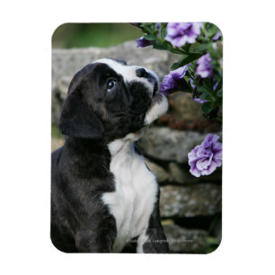 Boxer Dog Panting Magneet