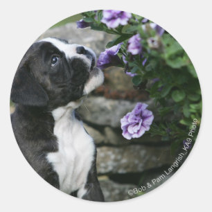 Boxer Dog Panting Ronde Sticker
