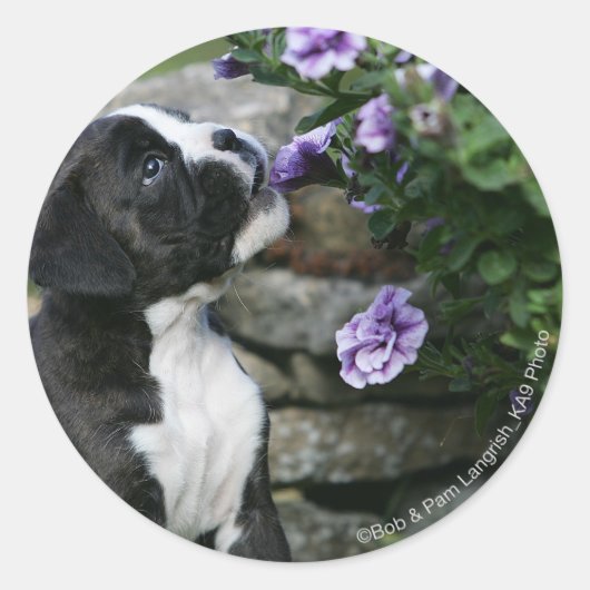 Boxer Dog Panting Ronde Sticker (Voorkant)