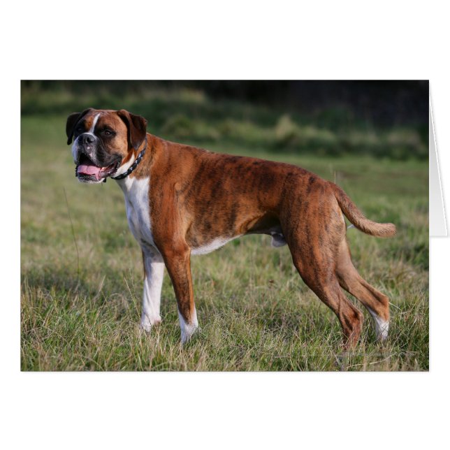 Boxer Dog Permanent (Voorkant Horizontaal)