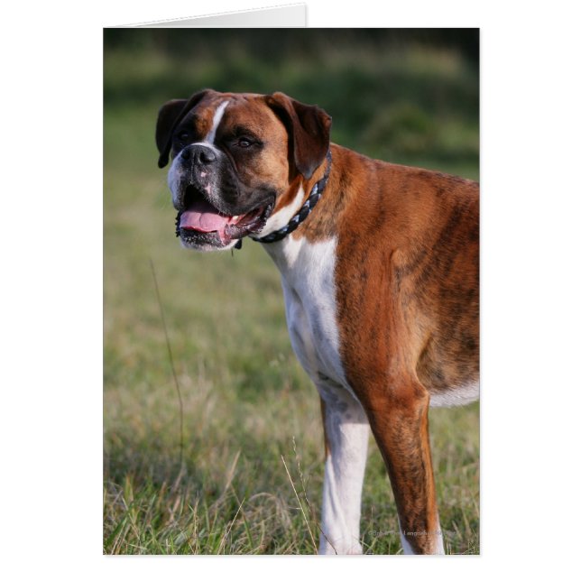 Boxer Dog Permanent (Voorkant)
