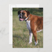 Boxer Dog Permanent Briefkaart (Voorkant / Achterkant)