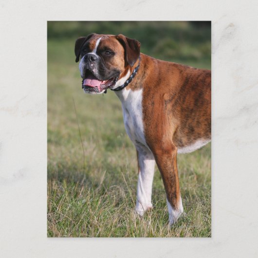 Boxer Dog Permanent Briefkaart (Voorkant)