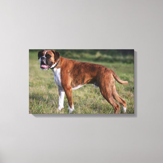Boxer Dog Permanent Canvas Afdruk (Voorkant)