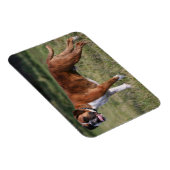 Boxer Dog Permanent Magneet (Rechterzijde)
