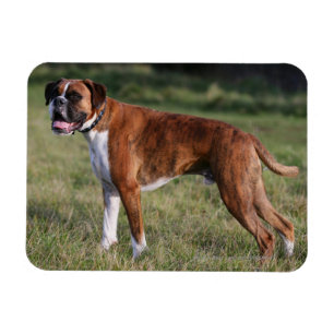 Boxer Dog Permanent Magneet