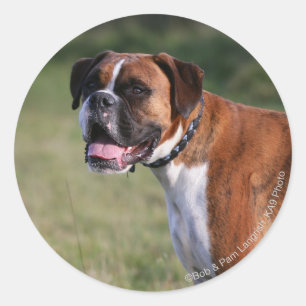 Boxer Dog Permanent Ronde Sticker