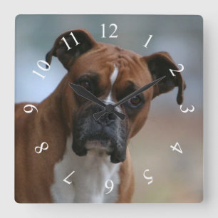 Boxer dog Portrait Square Wall klok