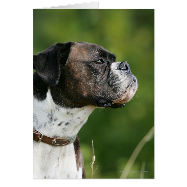 Boxer Dog-profiel (Voorkant)