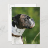 Boxer Dog-profiel Briefkaart (Voorkant / Achterkant)
