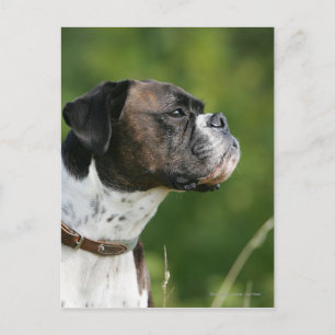 Boxer Dog-profiel Briefkaart