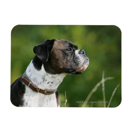 Boxer Dog-profiel Magneet (Horizontaal)