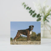 Boxer Dog Show Stance Briefkaart (Staand voorkant)