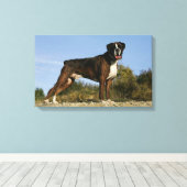 Boxer Dog Show Stance Canvas Afdruk (Insitu (Houten vloer))