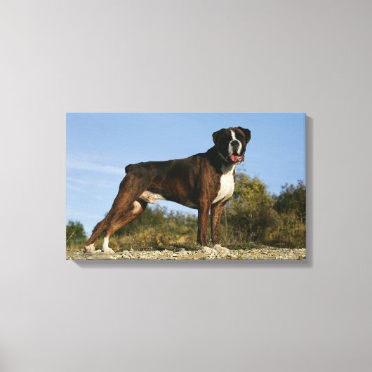 Boxer Dog Show Stance Canvas Afdruk (Voorkant)