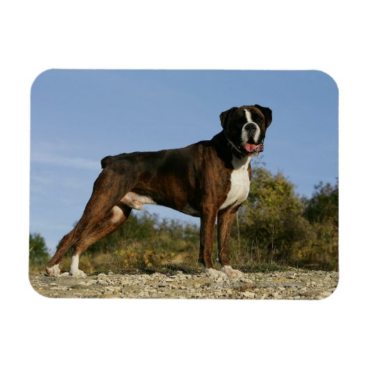 Boxer Dog Show Stance Magneet (Horizontaal)