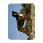 Boxer Dog Show Stance Magneet (Verticaal)