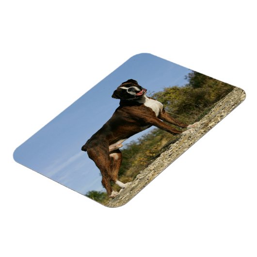 Boxer Dog Show Stance Magneet (Linkerzijde)