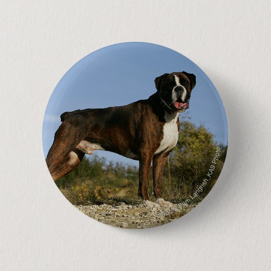 Boxer Dog Show Stance Ronde Button 5,7 Cm (Voorkant)