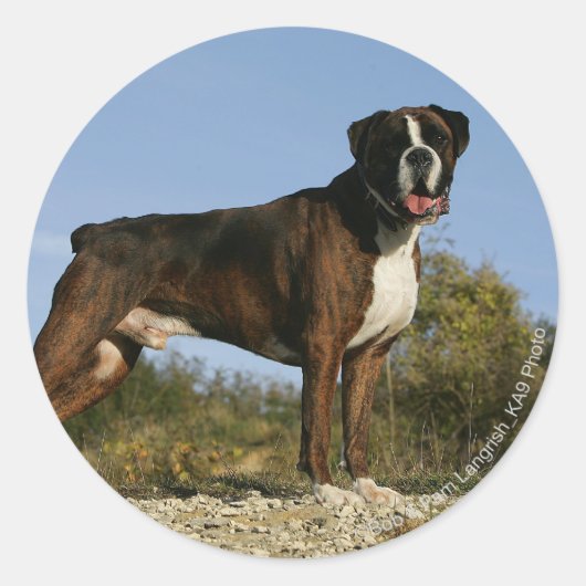Boxer Dog Show Stance Ronde Sticker (Voorkant)